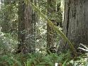 Redwood (12)
